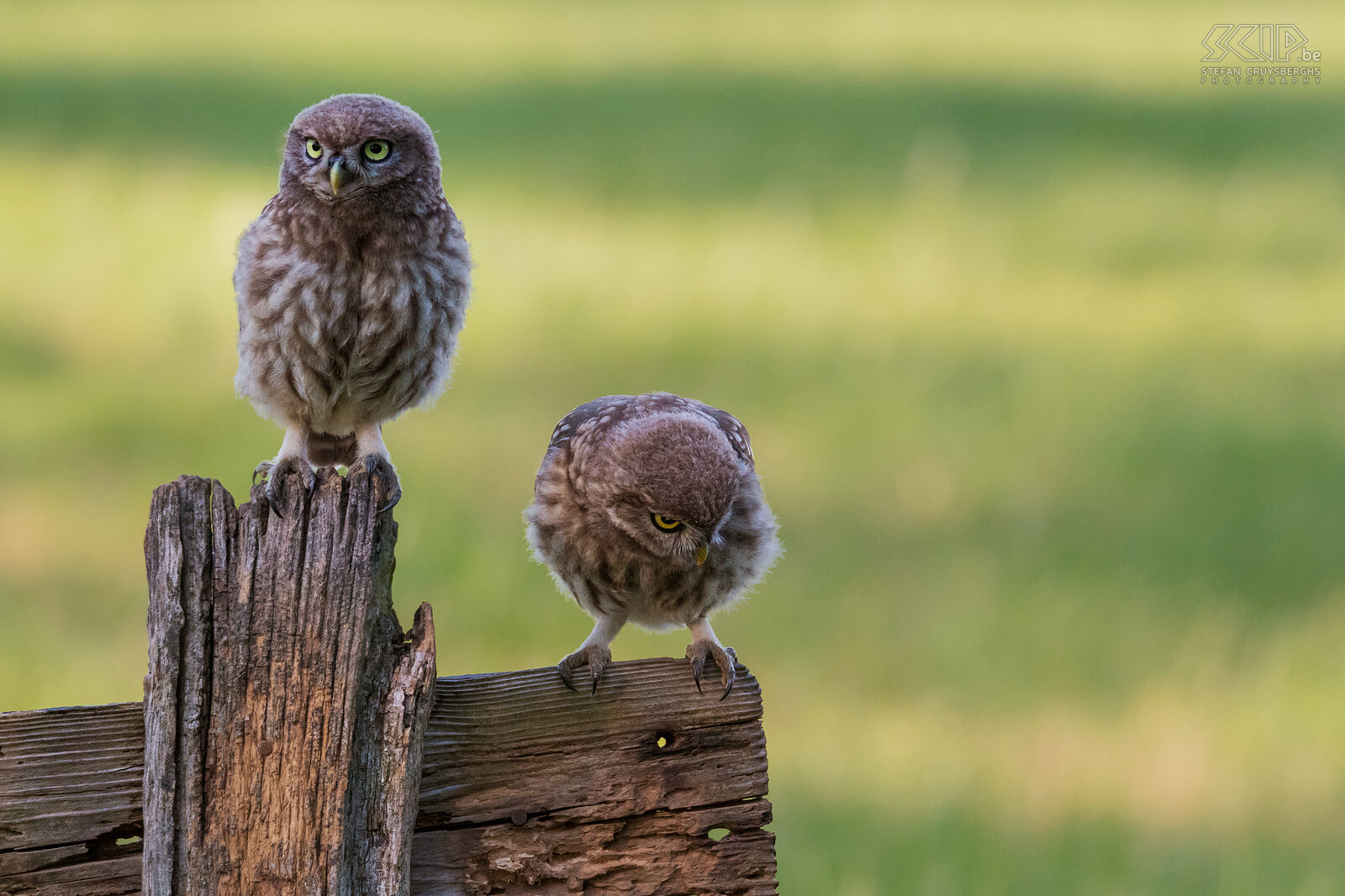 Juvenile little owls After about 26 days the young birds fly out. The week before, they occasionally start looking for food themselfs. Stefan Cruysberghs